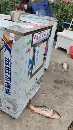 殺魚機 大魚直接上機器🤩 幾秒鐘處理得乾乾淨淨✨ 水產人終於不用為殺魚發愁啦🥳