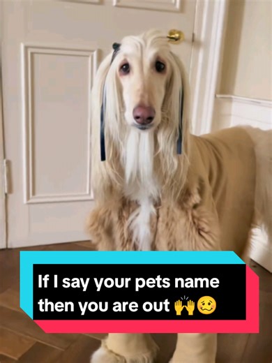 Guess the Pet Name Challenge
