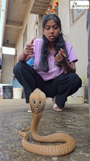 Shweta Sutar on Instagram: "Beautiful Indian spectacled cobra rescue 😍🐍 (Venomous) #instagram #facebook #snake #cobra #girlsnakecatcher"