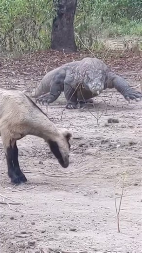 In Pursuit of Komodo King - Epic Hunting Skills of the Legendary Dragon #wildlife #wildanimals #animals #komododragon #komodo #komodoisland #labuanbajo #indonesia #komodotrip #komodonationalpark #labuanbajotrip #komodotour #pulaukomodo #flores #wonderfulindonesia #opentripkomodo #sailingkomodo #tripkomodo #nature #padarisland #wildlife #exploreindonesia #lizard #pinkbeach #pesonaindonesia #reptile #photography #travel #trends #komododragons #sailkomodo #ntt #reptiles #fypシ゚ | Komodo Life