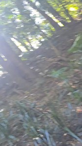 3.6K views · 55 reactions | 1st attempt at recall for number 2 Eclectus baby in the rainforest needs some direction training 藍藍 had a good fly though. | Steve's Rainforest Avairies. | Facebook