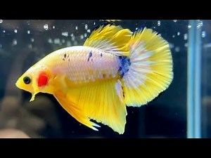 14"Most Beautiful Betta Fish | Stunning Betta Fish Varieties (Siamese Fighting Fish)"