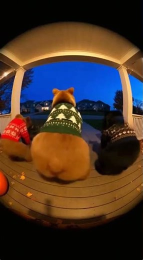 Cute Bear Party Dance Revealed: Shake Your Hips Fun