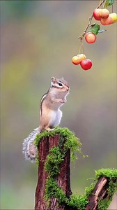 The adorable chipmunk moment captures the essence of Preservence and nature beauty! 🍂🐿 | Nature Lovers Arround the world