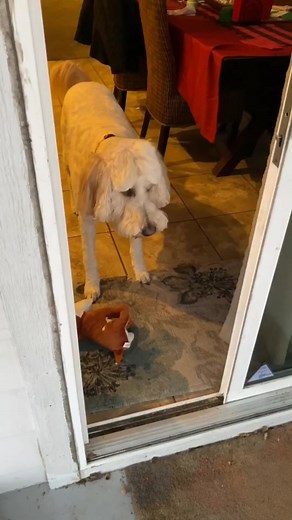 Who let the dog out? #dogs #story #wholetthedogout #goldendoodle @gundy_doodle