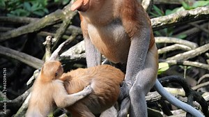 Pair Proboscis Monkeys mating sex