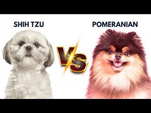 Shih Tzu vs Pomeranian Comparison - Which One Is Best for You? Detailed Video