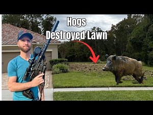 These Hogs Were Too Smart For My Trap, So I Did This!