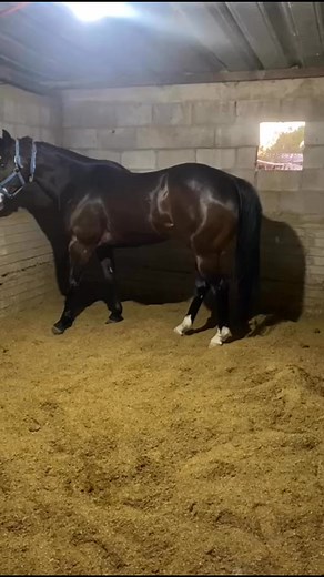 SU PRECIO ES DE $190,000 PESOS 🤑✅ TIENE 7 AÑOS ✅ ES HIJA DE CAPO DE CAPI ✅ EN UNA YEGUA FISRT DOWN DASH ✅ 100% SANA ✅ UBICADA EN CHIHUAHUA ✅ TENEMOS TRANSPORTE A TODO EL PAÍS ✅ MÁS INFORMACIÓN AL 6143629322 | Venta De Caballos De Chihuahua