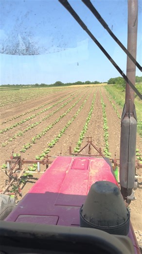 Tobacco Farming in Vojvodina: A Comprehensive Guide