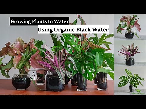 Indoor Plants Water Garden Using Organic & Healthy Black Water | Water Growing Plants//GREEN PLANTS