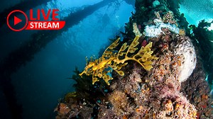 Rapid Bay Underwater Live Stream