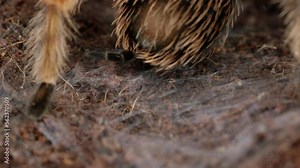 Mexican Red-Knee Tarantula from behind - close up on rear body legs and spinnerets