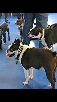 Screaming Boston terrier #Shorts