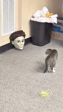 Funny Cats 🐈