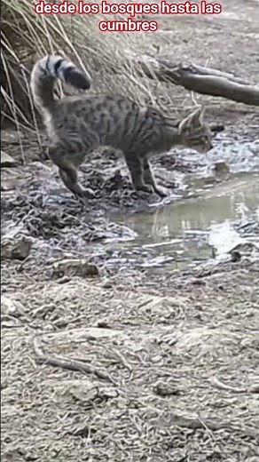 ¡EL GATO MONTÉS ES UN ASESINO SILENCIOSO!