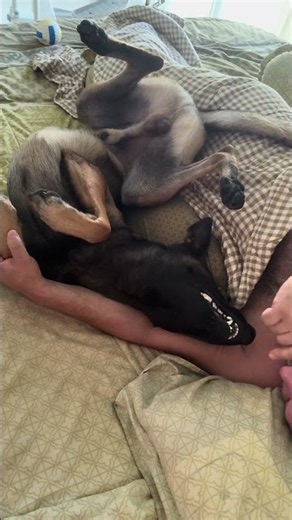 Charlie’s Morning Pretzel: The Malinois Stretch! / Утренний крендель Чарли: потягушки малинуа!