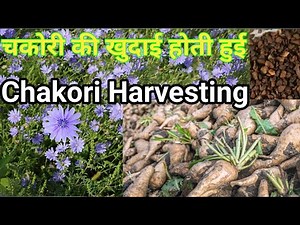 चकोरी की फसल की खुदाई Chakori/Coffee Harvesting and Production