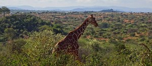 Wild science: The nature of the Mpala Research Centre
