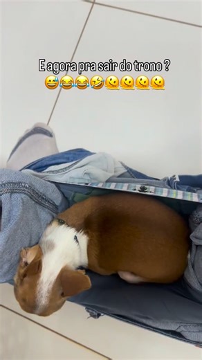 Mini Pinscher 🐶🐾 on Instagram