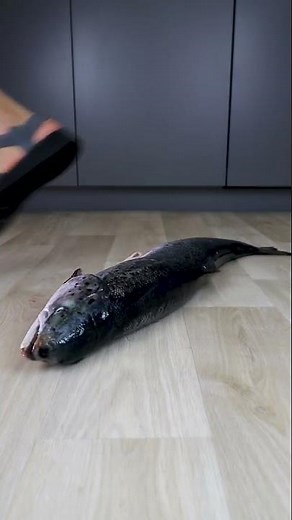 Experiment High Heels vs Giant Fish Crushing Crunchy Soft Things by Shoes