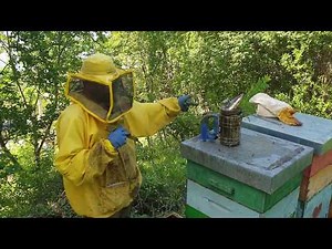 Apicoltura 2020: allevamento regine - parte 1 - la madre, lo starter e il finitore