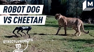 A robot dog entered a zoo. The animals were not fans.