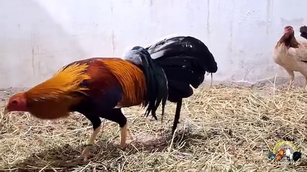 143K views · 7.1K reactions | YLH La Historia | Rancho Guajardo | Facebook