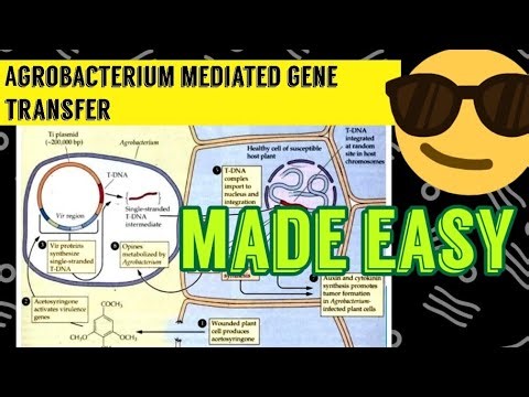 Agrobacterium Mediated Gene Transfer 😎😎
