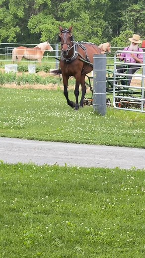 99K views · 45K reactions | It’s these things that have programmed me - HAVE WILL YOU WILL HAVE A WAY - #generationalwealth #amishcountry #entrepreneurlife | Elizabeth Paige Miller | Facebook