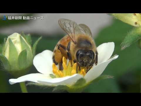 ミツバチがお手伝い、授粉作業