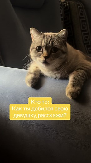 Відео користувача Kit Kot (@kit_kot_mult) з композицією «оригинальный звук - ZapiskiPoshloy»