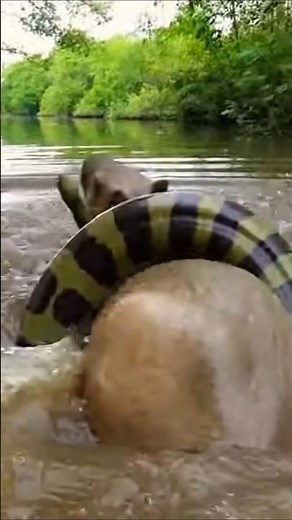 Capybara vs Anaconda: Swamp Squeeze Showdown! 😱🐍
