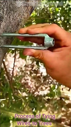 Process of Tying Wires to Trees | Tree Support & Training Guide 🌳🪢