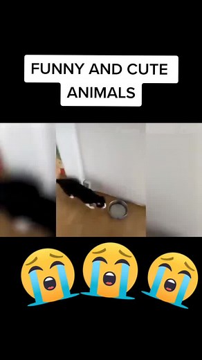 #funnyanimals #cuteanimals #cats #dogs #fakeanimal