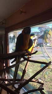 2.2K views · 49 reactions | 3 out of 8 Blue and Gold Macaws left! They are very sweet and social birds #ExoticPetBirdsinc #Blueandgoldmacaws #macawsforsale | Exotic Pet Birds, Inc. | Facebook