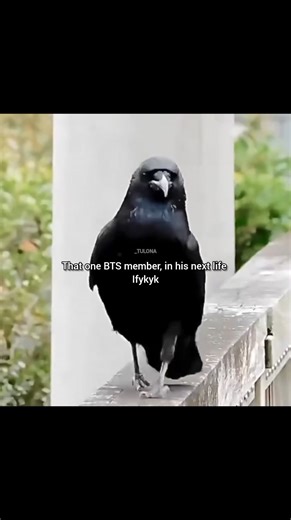 Jungkook said that he wants to be a crow in his next life 😭🤣 . . . . . . . . . . . #kimtulona #jk #jungkook #BTS #btsarmy #btsforever #btsedits #btsvideo #BTSジン #btssuga #btshobi #BTSJIN #btsarmyforever #btsjk #BTSV #btslove #Taehyung #btsv #kimtaehyung #v #taetae #thv B T S•Univers BTS (방탄소년단) | B T S•Univers