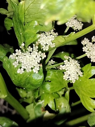 celery blooming in the greenhouse #fyp #nature #greenhouse #celery #plants