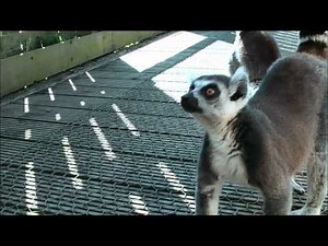 Close encounter with some friendly ring-tailed lemurs