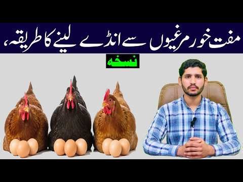 How Get Daily Eggs ٖFrom Desi Hens | 100% Working Home Remedy for Eggs Laying Hens