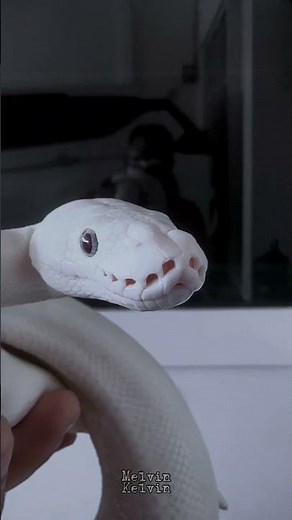 BEL Ball Python #snake #reptiles #like #love