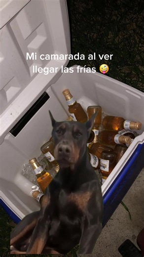 🤪🤪🤪 #CapCut #workers | dog