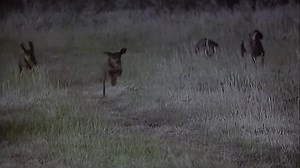 Roots.The.Gift.1988.PDTV.x264