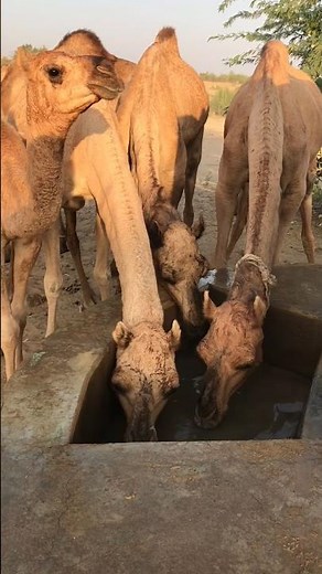 Beautiful Camels Drinking Water