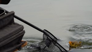 MATCH WIN on Fishing Gurus Matchday Live with Matt Godfrey! 🏆🎣 Take a sneak peek into the match-fishing mind of Matt Godfrey, as he shows you how staying vigilant right to the end of your match can be the difference between winning and losing! 💪 If you want to see the full live match, and exactly how Matt won his contest, head on over to the Tackle Guru TV youtube channel, or click the link below! 👇 #fishing #matchfishing #guru #tackleguru #teamguru #live #livematch | Tackle Guru