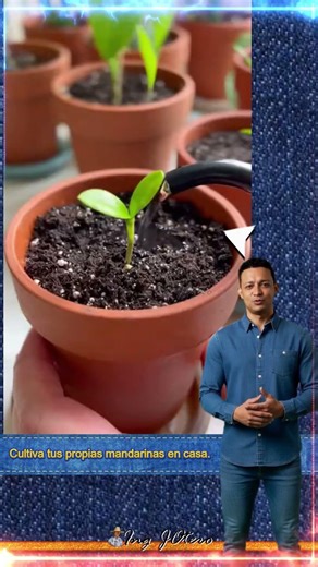 Cultiva tus propias mandarinas en casa