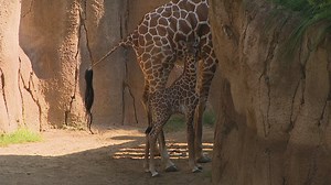 Dallas Zoo giraffe calf born on July 4 makes public debut