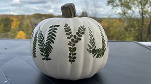 63 reactions · 6 comments | Happy Halloween, Violets!  | NYU Alumni | Facebook