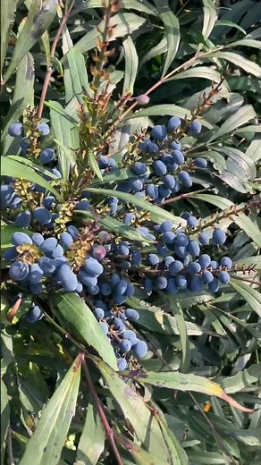 Blue-purple Mahonia confusa #plants #plants #garden
