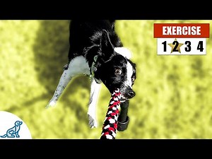 4 Quick Ways To Exercise Your Dog Without "Walking"